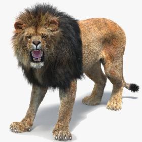 Lion 2 (Fur) (Rigged)